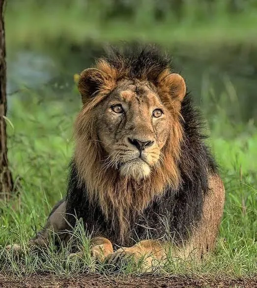 sasan gir